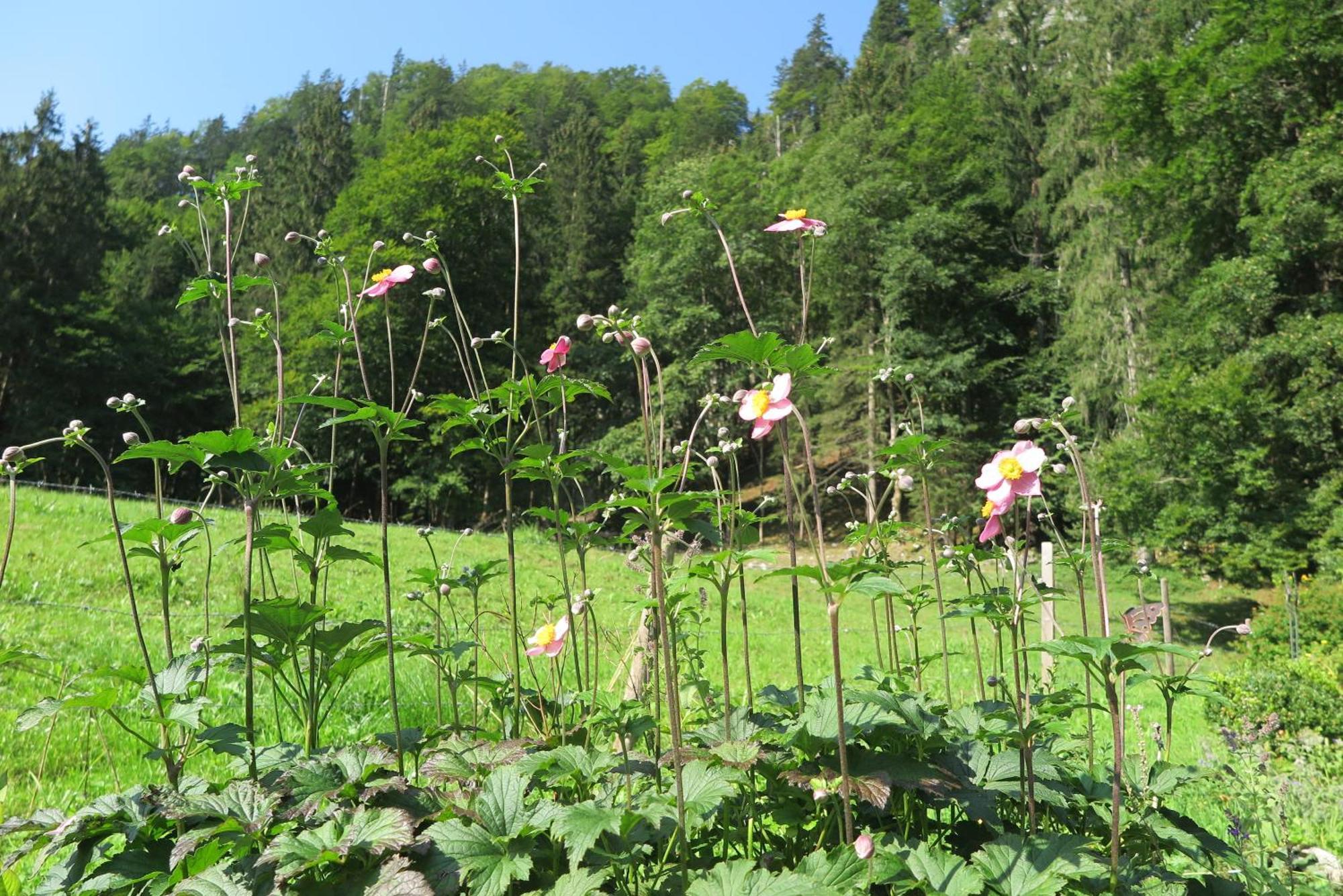 Ferienwohnungen Haus Waldwinkel Aschau im Chiemgau Exterior photo